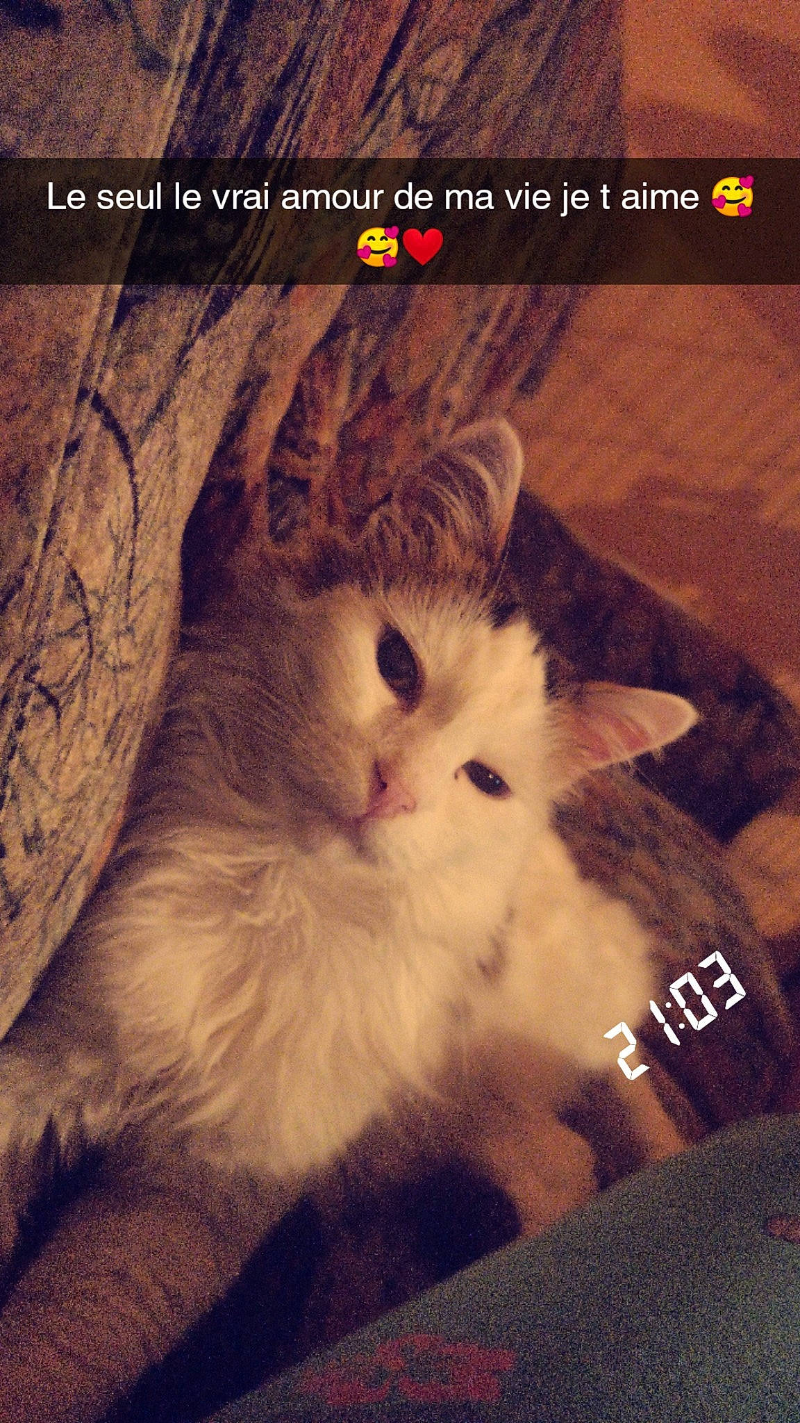 Bouba a rejoint le concours — aidez-le/la à gagner de superbes lots ! carnivore, cat, cloud, comfort, darkness, felidae, font, fur, happy, internet_meme, paw, photo_caption, plant, sky, small_to_medium_sized_cats, snout, square, tail, terrestrial_animal, whiskers