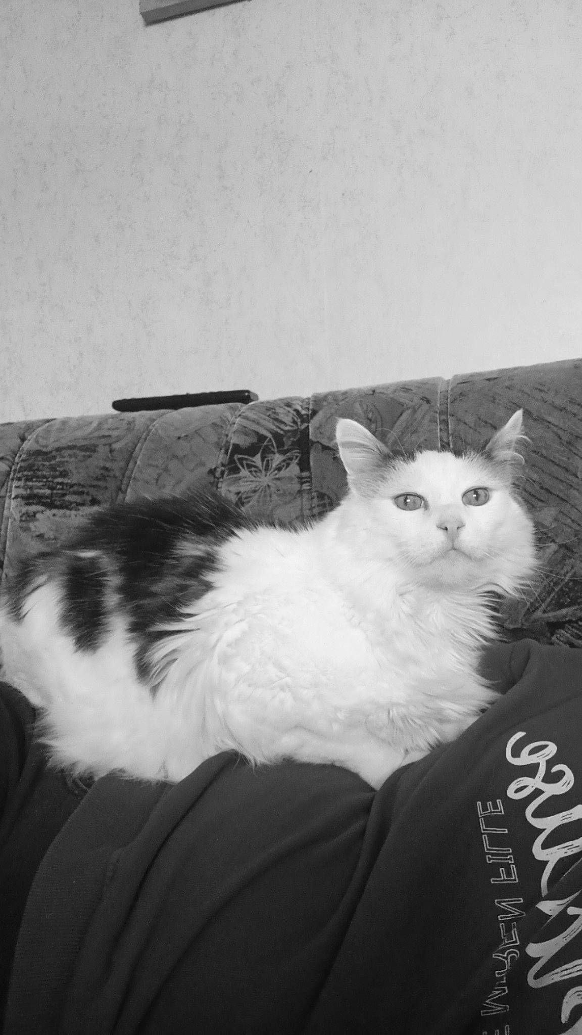 Bouba a rejoint le concours — aidez-le/la à gagner de superbes lots ! carnivore, cat, comfort, domestic_short_haired_cat, felidae, fur, mammal, monochrome, monochrome_photography, paw, rectangle, sitting, sky, small_to_medium_sized_cats, snout, tail, vertebrate, whiskers