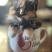 Patunia May joined the competition — help win amazing prizes! kitten, cat, pet, animal, cute, mug, coffee_mug, whiskers, fur, close_up, indoor, table, curious, small, adorable, fluffy, domestic_cat, portrait, sitting, young