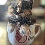 kitten, cat, pet, animal, cute, mug, coffee_mug, whiskers, fur, close_up, indoor, table, curious, small, adorable, fluffy, domestic_cat, portrait, sitting, young