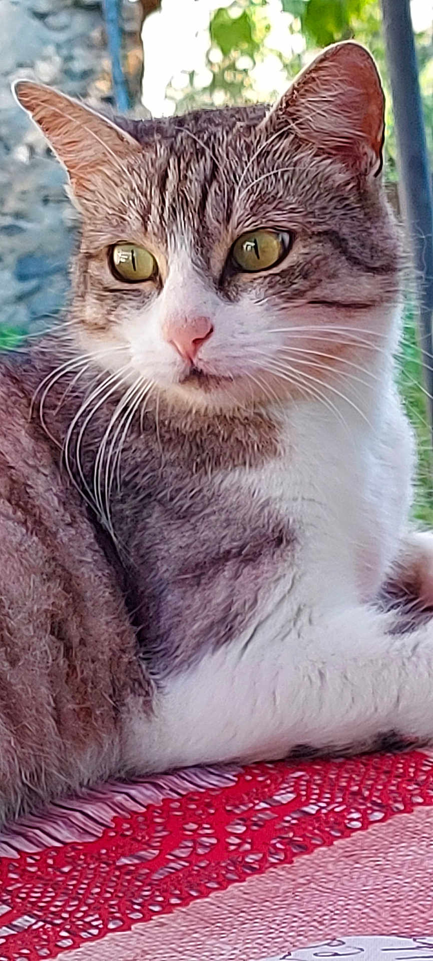 Pablo