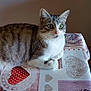 animal, cat, closeup, curious, cute, domestic_cat, ears, feline, fur, green_eyes, heart_pattern, indoor, looking, pet, resting, sitting, tabby, table, tablecloth, whiskers