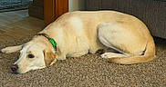 Wesson is registered to the contest to win money with this photo: dog, indoor, carpet, collar, light_fur, relaxed, pet, floor, couch, wooden_floor, animal, canine, home, laying_down, fur, domestic_animal, quiet, resting, side_view, calm