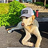 Wesson joined the competition — help win amazing prizes! dog, labrador, hat, cap, outdoor, sunlight, greenery, porch, wooden_steps, pet, animal, relaxed, summer, shadow, collar, canine, domestic_animal, resting, playful, text_overlay