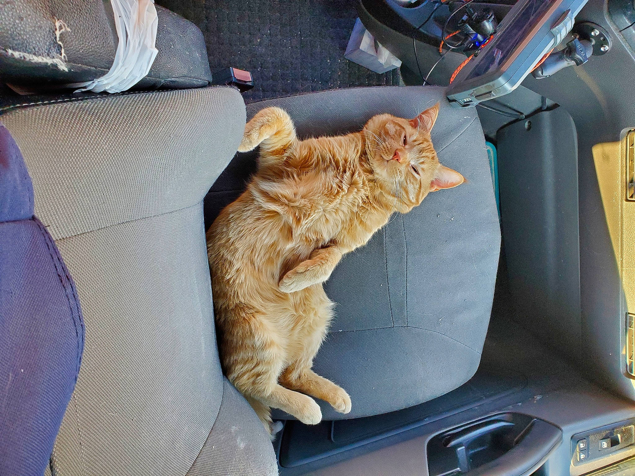 Thor is registered to the contest to win money with this photo: auto_part, automotive_design, automotive_exterior, automotive_lighting, car, car_seat, car_seat_cover, carnivore, cat, comfort, fawn, felidae, hood, light, motor_vehicle, personal_luxury_car, small_to_medium_sized_cats, vehicle, vehicle_door, whiskers