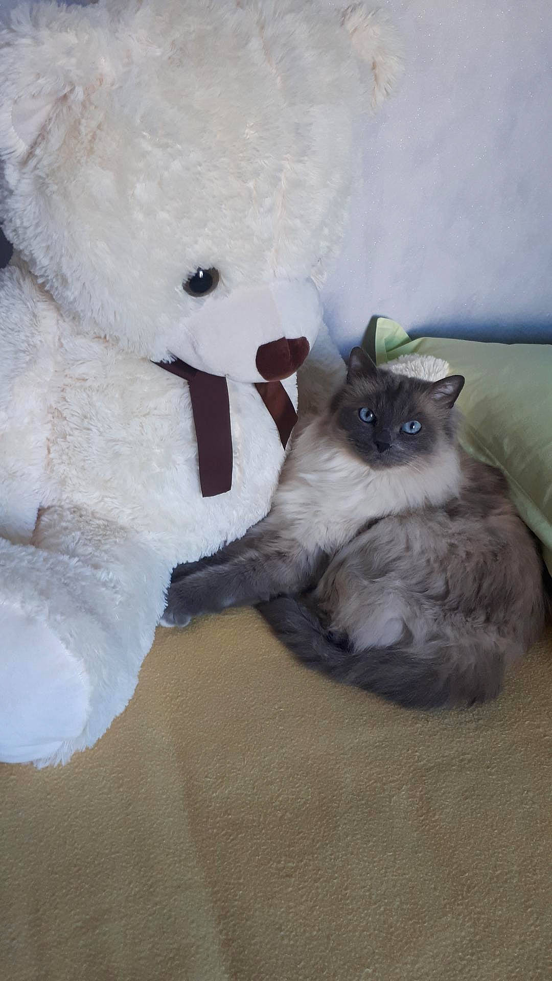 Happy participe au concours pour gagner de l'argent avec cette photo : balinese, bear, birman, canidae, carnivore, cat, companion_dog, fawn, felidae, fur, grey, paw, plush, siamese, small_to_medium_sized_cats, stuffed_toy, tail, thai, toy, whiskers
