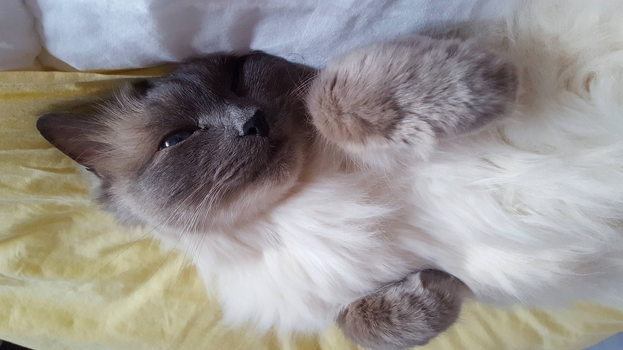 Happy a rejoint le concours — aidez-le/la à gagner de superbes lots ! balinese, carnivore, cat, dog_breed, domestic_rabbit, ear, eyelash, fawn, felidae, fur, paw, rabbit, rabbits_and_hares, siamese, small_to_medium_sized_cats, snout, tail, whiskers