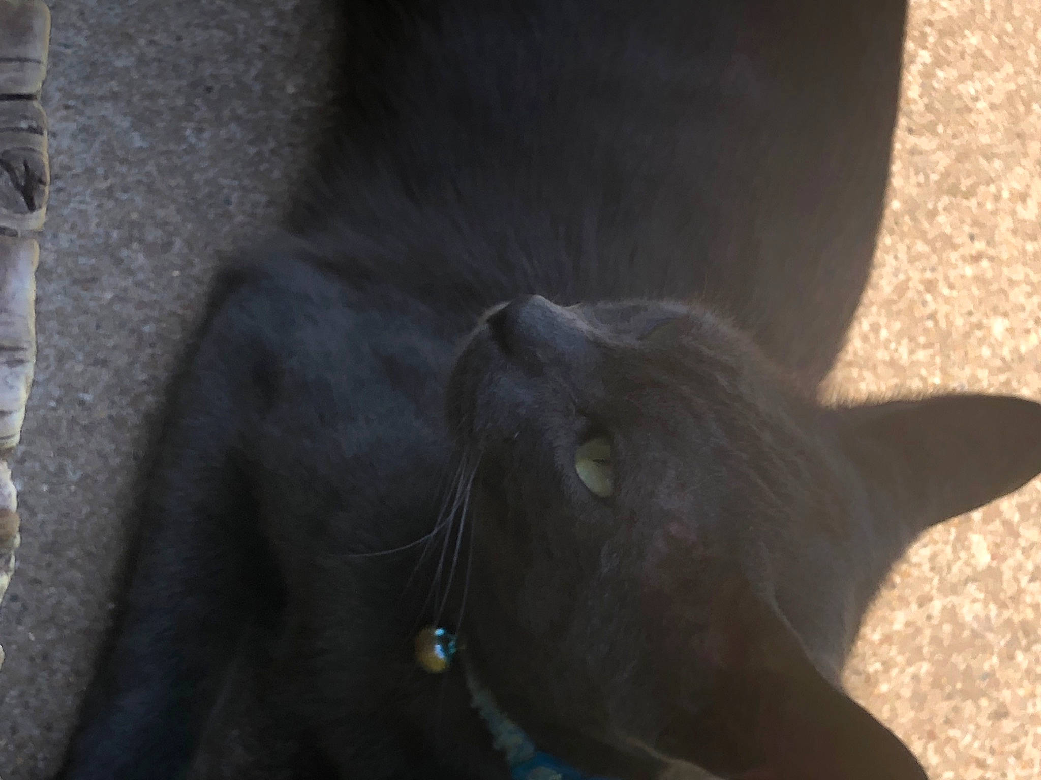 Peter joined the competition — help win amazing prizes! carnivore, cat, domestic_short_haired_cat, electric_blue, felidae, fur, grey, russian_blue, small_to_medium_sized_cats, snout, tail, terrestrial_animal, whiskers, window, working_animal