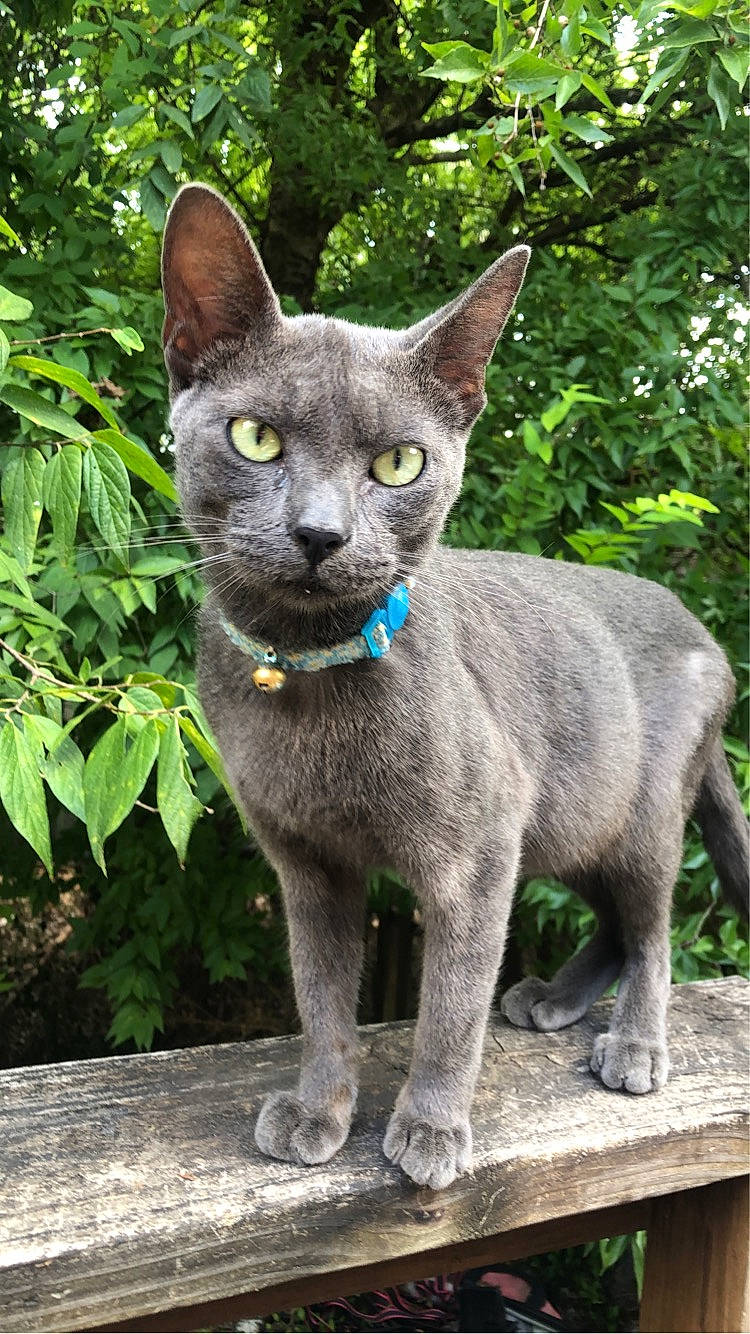 Peter is registered to the contest to win money with this photo: art, carnivore, cat, domestic_short_haired_cat, felidae, fur, grass, grey, groundcover, plant, russian_blue, small_to_medium_sized_cats, snout, tail, terrestrial_animal, terrestrial_plant, tree, whiskers, wildlife, window