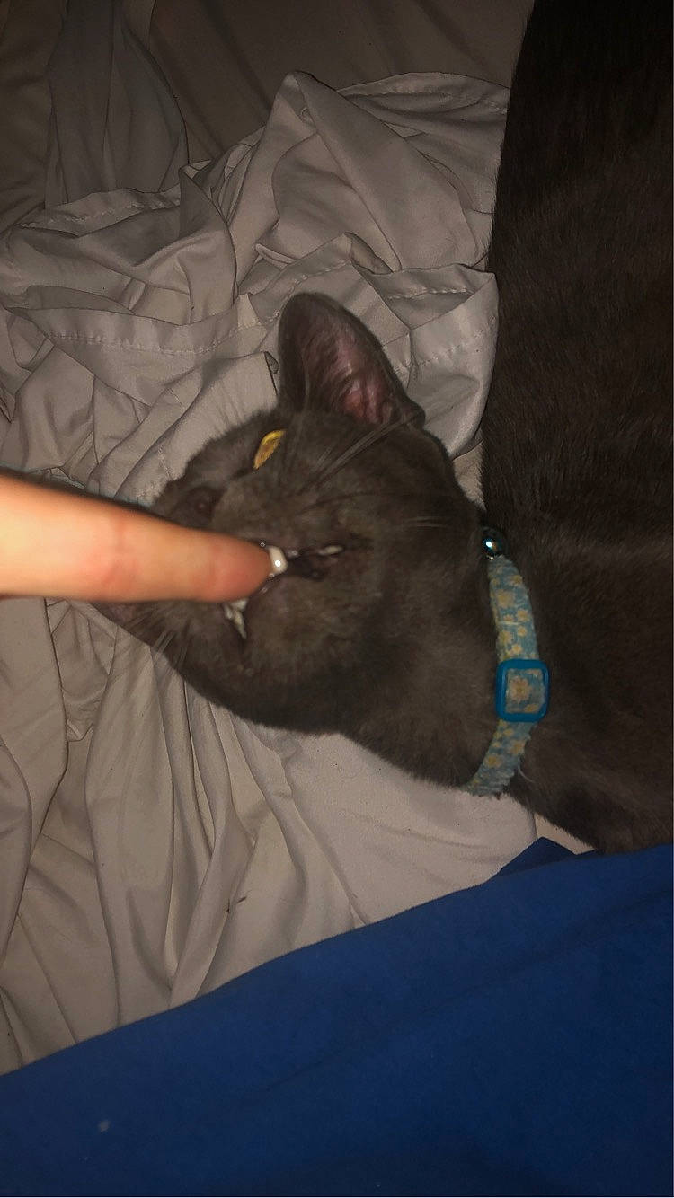 Peter is registered to the contest to win money with this photo: bed, black_cat, carnivore, cat, comfort, darkness, dog_breed, domestic_short_haired_cat, ear, elbow, electric_blue, felidae, fur, gesture, grey, linens, small_to_medium_sized_cats, t_shirt, thigh, whiskers