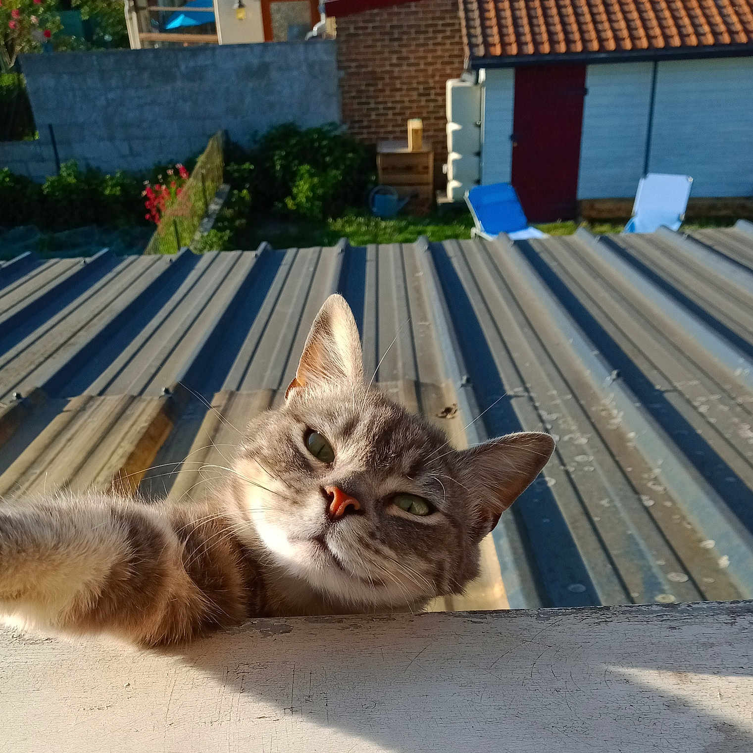 Rocket a rejoint le concours — aidez-le/la à gagner de superbes lots ! animal, architecture, building, cat, chair, city, furniture, house, housing, kitten, manx, nature, outdoors, pet, plant, pottedplant, roof, shelter, slate, wood