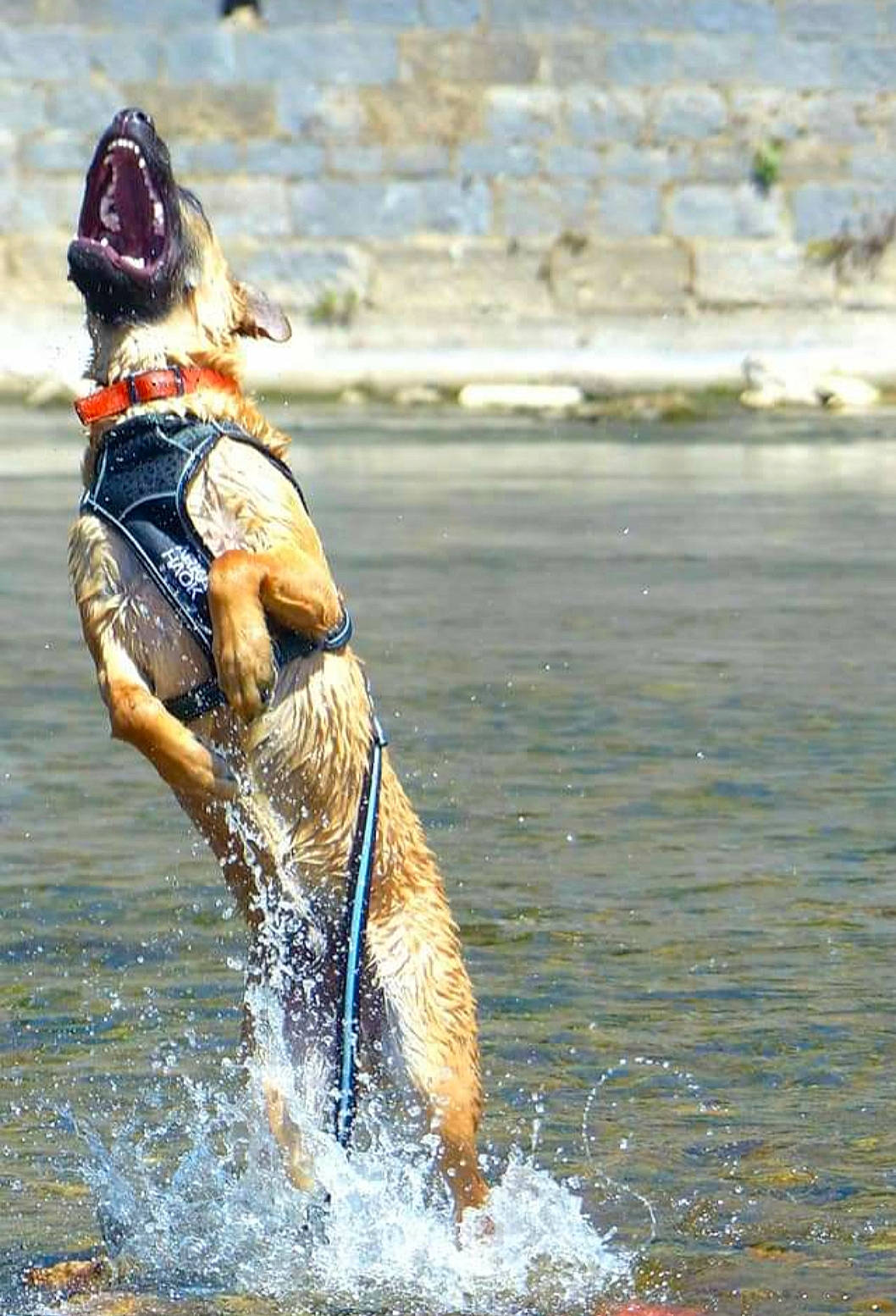 Pluto a rejoint le concours — aidez-le/la à gagner de superbes lots ! canidae, carnivore, companion_dog, dog, dog_breed, dog_hiking, dog_sports, fawn, fun, fur, guard_dog, happy, herding_dog, lake, recreation, sporting_group, sports, water, wave, wildlife