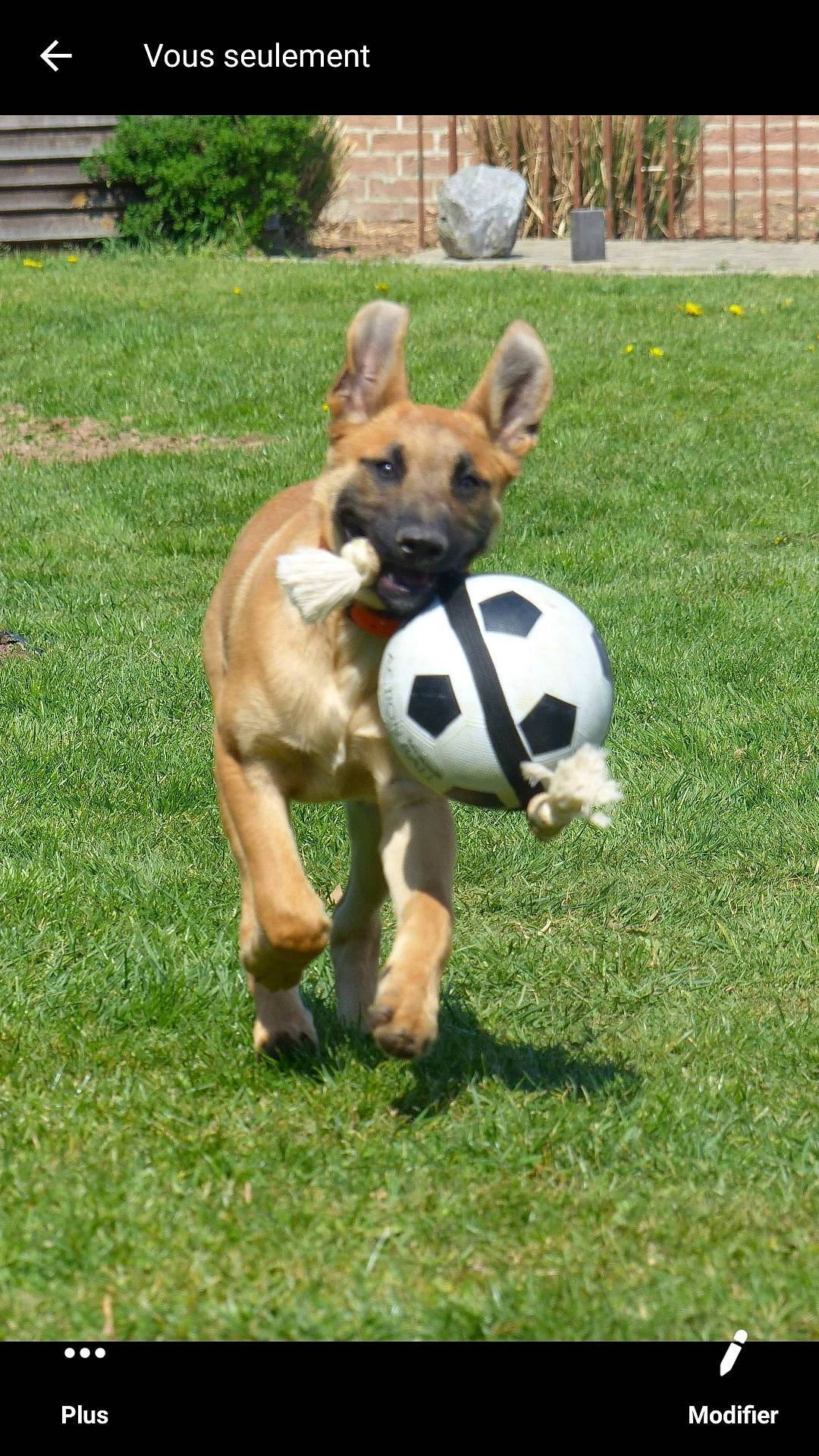 Pluto a rejoint le concours — aidez-le/la à gagner de superbes lots ! ball, carnivore, companion_dog, dog, dog_breed, dog_supply, fawn, football, grass, grassland, lawn, pet_supply, plant, snout, sporting_group, sports_equipment, sports_toy, terrestrial_animal, toy, working_animal