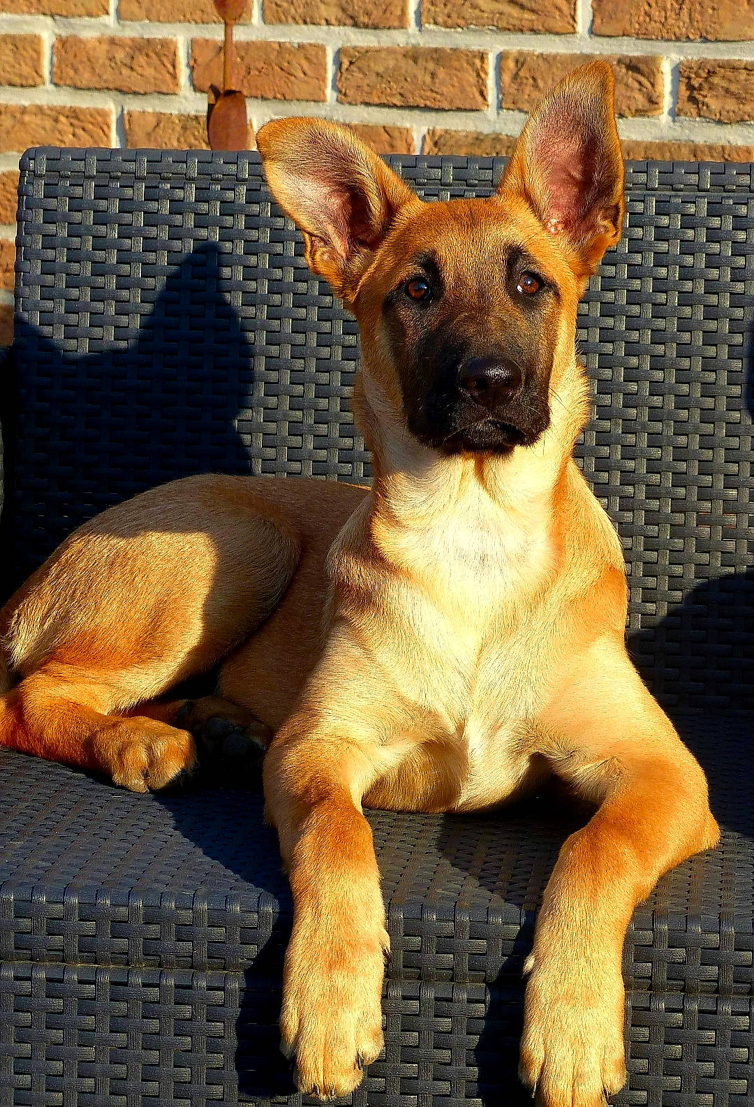 Pluto a rejoint le concours — aidez-le/la à gagner de superbes lots ! ancient_dog_breeds, biting, canidae, carnivore, companion_dog, dog, dog_breed, dog_supply, fawn, fur, non_sporting_group, paw, pet_supply, snout, sporting_group, terrestrial_animal, toy_dog, working_animal, working_dog