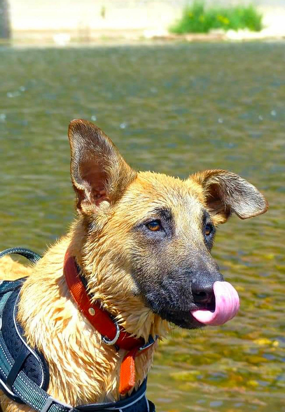 Pluto participe au concours pour gagner de l'argent avec cette photo : canidae, carnivore, collar, companion_dog, dog, dog_breed, dog_collar, dog_supply, fashion_accessory, fawn, guard_dog, lake, leash, pet_supply, snout, sporting_group, water, working_animal, working_dog