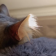 Fenrir participe au concours pour gagner de l'argent avec cette photo : cat, ear, fur, close_up, sunlight, backlit, window, hair, animal, pet, feline, soft, texture, blurred_background, indoor, whiskers, detail, mammal, resting, cozy