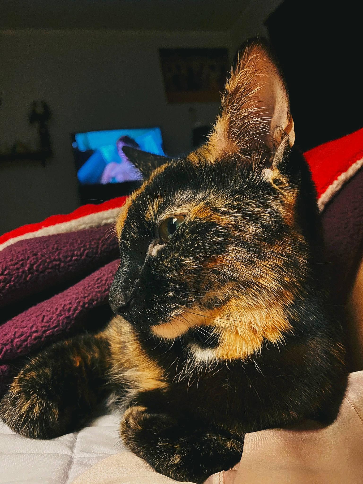 Haley joined the competition — help win amazing prizes! carnivore, cat, claw, comfort, dog_breed, domestic_short_haired_cat, ear, electric_blue, felidae, foot, fur, gesture, human_leg, lap, nap, paw, small_to_medium_sized_cats, snout, terrestrial_animal, whiskers