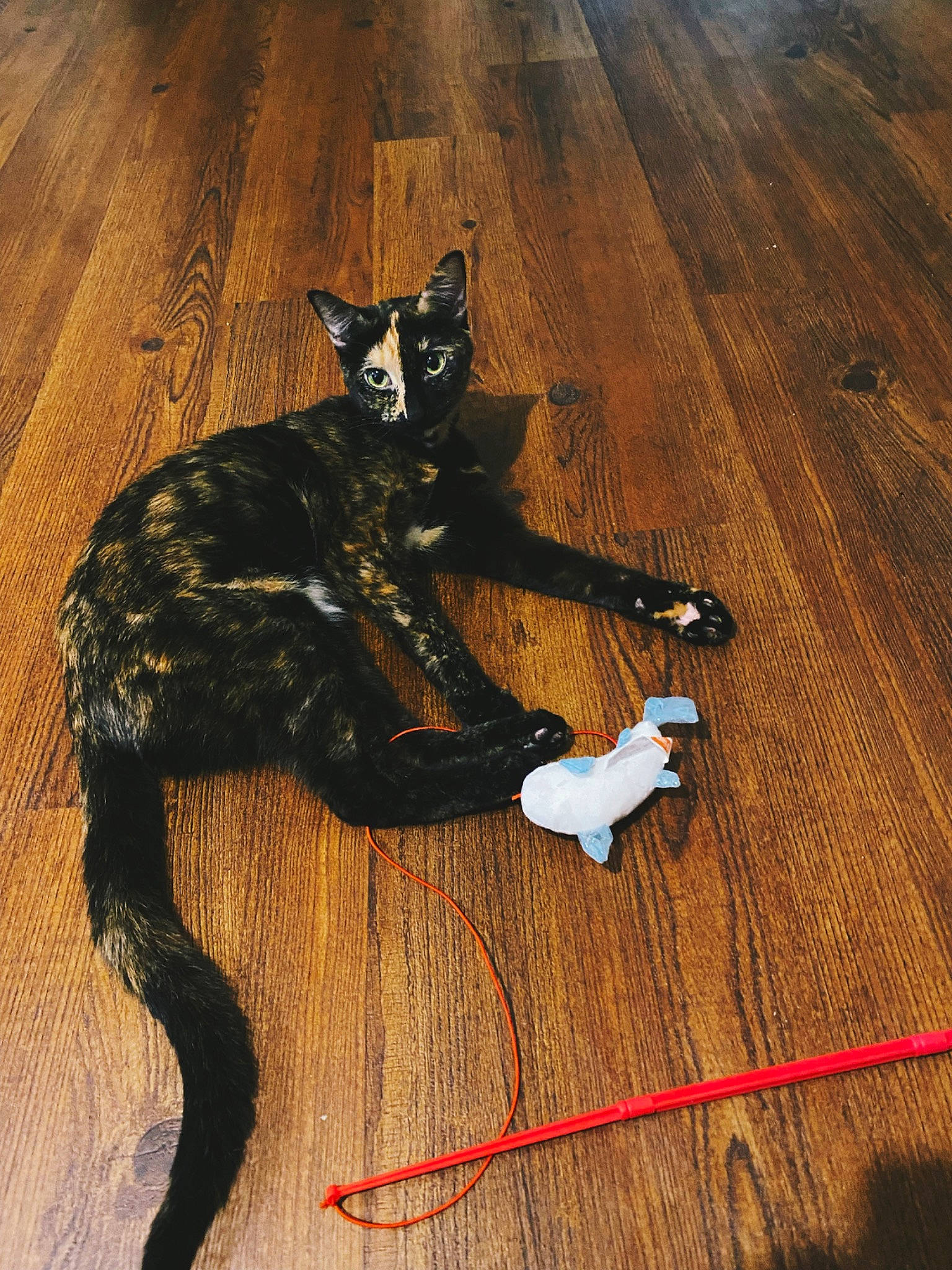 Haley joined the competition — help win amazing prizes! art, black_cat, carnivore, cat, dog_breed, fawn, felidae, floor, flooring, hardwood, laminate_flooring, painting, small_to_medium_sized_cats, tail, terrestrial_animal, varnish, whiskers, wood, wood_flooring, wood_stain