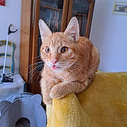 Mallow a rejoint le concours — aidez-le/la à gagner de superbes lots ! animal, cabinet, cat, cat_bed, cozy, curious, cute, ears, feline, furniture, home, indoor, orange_tabby, paws, pet, playful, relaxed, tongue_out, whiskers, yellow_blanket