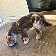 Wilma joined the competition — help win amazing prizes! dog, brown, white, fur, eating, food_bowl, kitchen, tile_floor, cabinet, oven, pet, indoor, animal, curly_fur, tail, paw_print, domestic, meal, side_view, floor