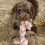 dog, puppy, toy, plush_toy, carpet, indoor, pet, brown_fur, curly_fur, cute, looking_at_camera, playing, animal, mammal, pet_toy, floor, domestic_animal, young_dog, resting, fluffy