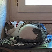 Pitchoune a rejoint le concours — aidez-le/la à gagner de superbes lots ! animal, cat, collar, comfort, curled_up, cushion, domestic_animal, feline, fur, home, indoor, nap, peaceful, pet, quiet, relaxing, resting, side_view, sleeping, window