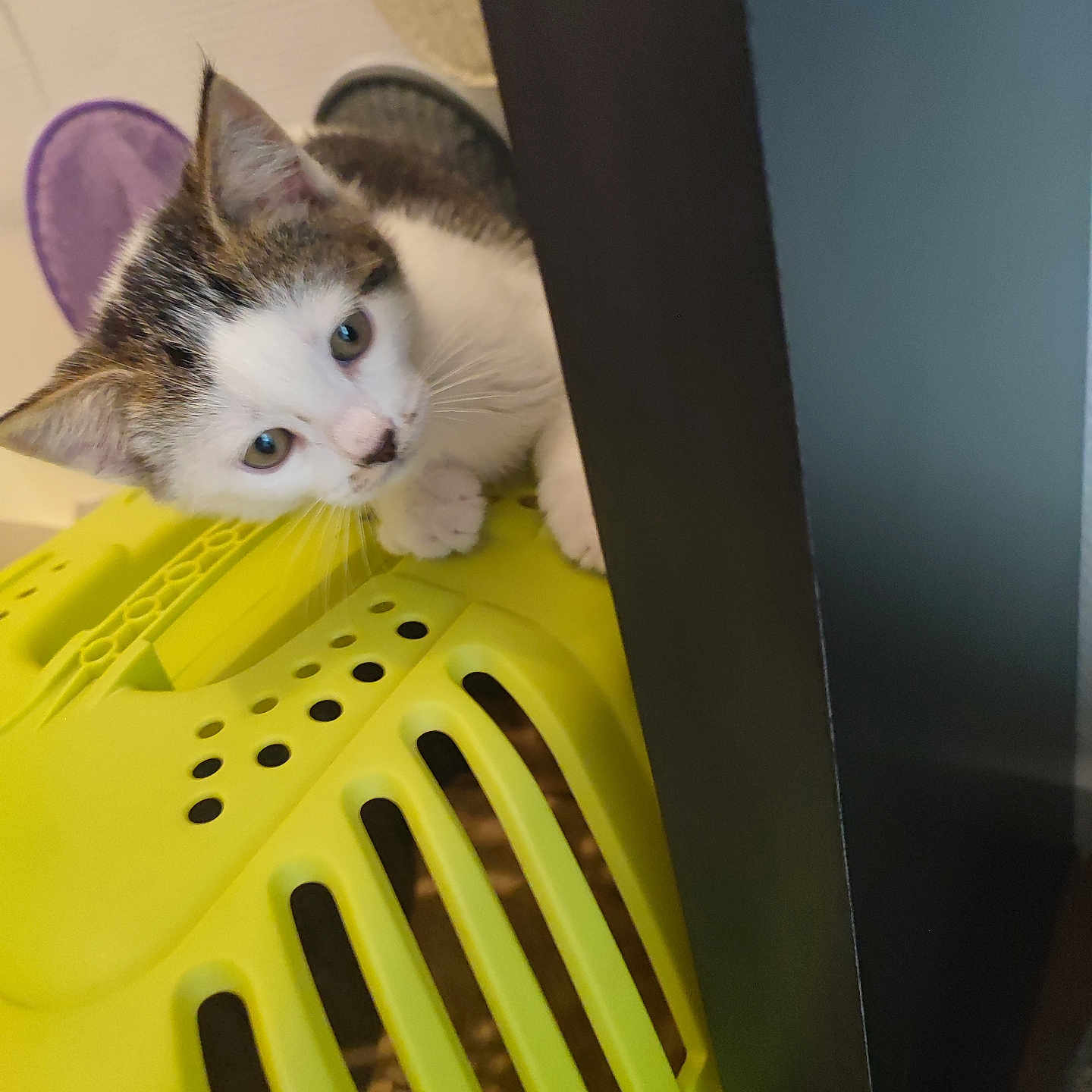 Volt participe au concours pour gagner de l'argent avec cette photo : animal, cat, closeup, curious, cute, domestic_animal, ears, feline, fur, household, indoor, kitten, looking, paws, pet, pet_carrier, playful, whiskers, yellow, young_cat