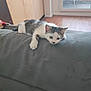 Volt a rejoint le concours — aidez-le/la à gagner de superbes lots ! kitten, cat, gray_couch, indoor, wooden_floor, window, door, balcony, curious, pet, feline, young_cat, resting, whiskers, white_and_gray, animal, domestic_cat, playful, fur, relaxed