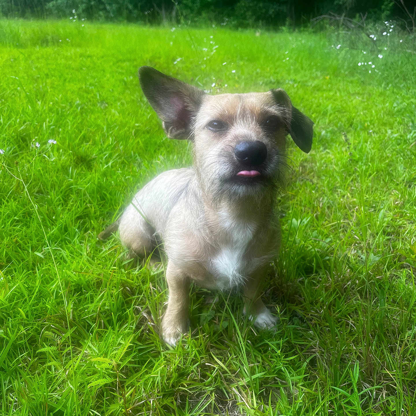 Chase joined the competition — help win amazing prizes! animal, canine, cheeky, curious, cute, daylight, dog, ears, field, fur, grass, greenery, nature, outdoor, pet, scruffy, sitting, summer, tongue_out, wildflowers