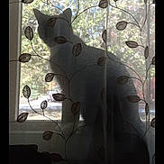 Phebe is registered to the contest to win money with this photo: animal, backlight, cat, cozy, curtain, embroidery, indoor, leaves, natural_light, pattern, peaceful, pet, quiet, resting, shadow, shadow_play, silhouette, soft_light, texture, window
