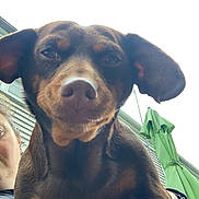 Hexie joined the competition — help win amazing prizes! animal, background, brown, building, canine, close_up, curious, daylight, dog, ears, expression, face, head, outdoor, person, pet, portrait, snout, umbrella, watching