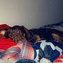 Hexie is registered to the contest to win money with this photo: animal, bed, blanket, blue, comfort, cozy, dog, ears, fur, indoor, nose, plaid, pom_pom, red, relaxed, resting, sleepy, soft, warm, white
