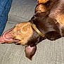 Hexie is registered to the contest to win money with this photo: animal, brown_dog, canine, closeup, collar, comfortable, companion, couch, cozy, dog, domestic_animal, fur, home, indoor, paw, pet, relaxing, resting, sleep, sleeping
