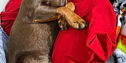 Hexie is registered to the contest to win money with this photo: animal, bed, blanket, brown_dog, claws, collar, comfort, cozy, curled_up, dog, fur, indoors, nap, paw, pet, pillow, relaxed, resting, sleeping, snout
