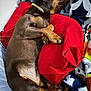 animal, bed, blanket, brown_dog, claws, collar, comfort, cozy, curled_up, dog, fur, indoors, nap, paw, pet, pillow, relaxed, resting, sleeping, snout