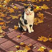 Kitty joined the competition — help win amazing prizes! cat, calico_cat, autumn, fall_leaves, wooden_deck, outdoor, sunlight, shadows, pet, animal, sitting, yellow_leaves, nature, cute, feline, collar, season, leaf_litter, daylight, quiet