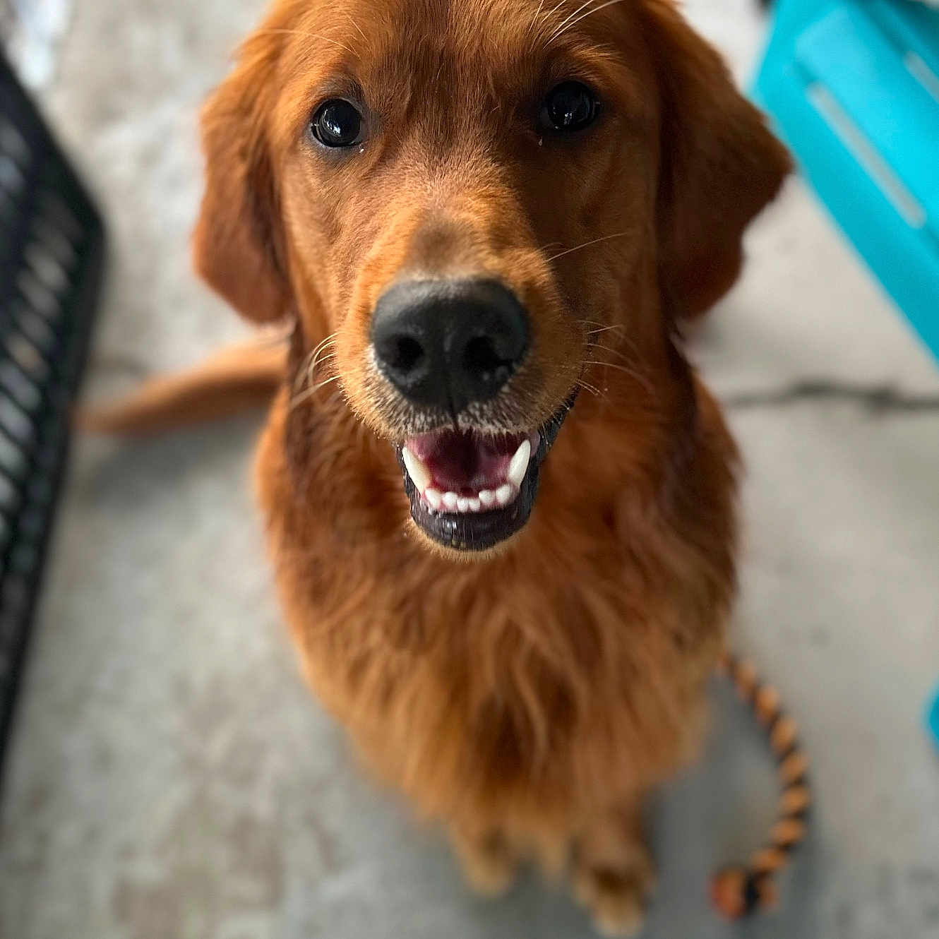 Romeo is registered to the contest to win money with this photo: animal, bodypart, canine, cockerspaniel, dog, goldenretriever, hound, labradorretriever, mouth, person, pet, puppy, snout, tongue