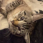 Simba joined the competition — help win amazing prizes! cat, tabby, pet, animal, whiskers, fur, ears, eyes, blanket, cozy, relaxed, indoor, closeup, cute, sleepy, resting, feline, warm, soft, comfort