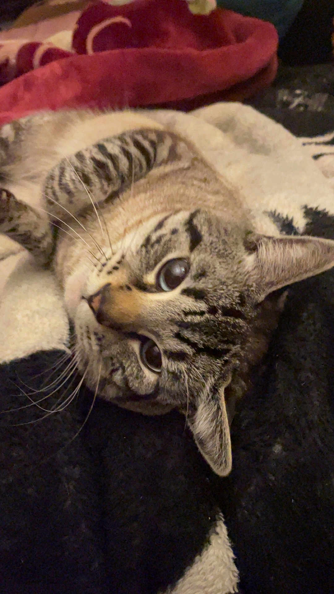 Simba