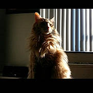 Buster is registered to the contest to win money with this photo: animal, cat, cozy, domestic, feline, fluffy, fur, home, indoor, light, mammal, pet, portrait, relaxed, shadow, sitting, sunlight, vertical_blinds, whiskers, window