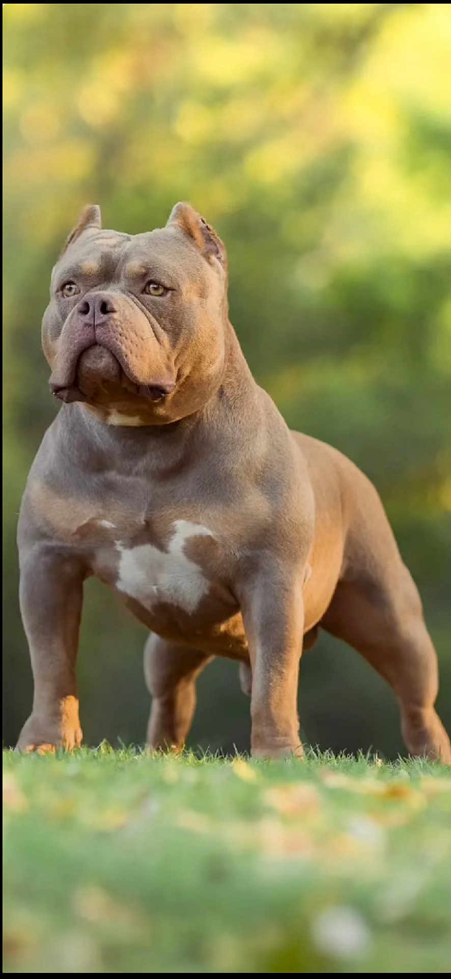 Enzo