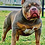 Enzo joined the competition — help win amazing prizes! alert, american_bully, animal, brown, canine, dog, drool, ears, face, fence, grass, muscular, muzzle, nose, outdoor, pet, portrait, standing, sunset, white_patch