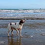 Choupette participe au concours pour gagner de l'argent avec cette photo : animal, beach, brown, calm, canine, coast, daytime, dog, nature, ocean, outdoor, pet, sea, shore, sky, summer, water, waves, wet, white
