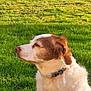 animal, brown, canine, closeup, collar, daylight, dog, fur, grass, mammal, nature, outdoor, peaceful, pet, portrait, relaxed, side_profile, summer, sunlight, white