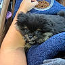 Odie is registered to the contest to win money with this photo: puppy, dog, towel, hand, car_interior, food_bowl, pet_food, lap, black_fur, tan_fur, cute, cozy, closeup, domestic_animal, animal_face, furry, car_seat, resting, indoor, person