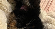 Odie joined the competition — help win amazing prizes! puppy, dog, fluffy, black, brown, fur, blanket, cozy, cute, pet, lying_down, small_dog, indoors, resting, soft_texture, sleepy, adorable, animal, companion, relaxing