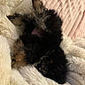 puppy, dog, fluffy, black, brown, fur, blanket, cozy, cute, pet, lying_down, small_dog, indoors, resting, soft_texture, sleepy, adorable, animal, companion, relaxing