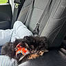 Odie joined the competition — help win amazing prizes! puppy, dog, sleeping, car_seat, harness, striped_pillow, black_fur, brown_fur, pet, resting, cozy, interior, seatbelt, vehicle, cute, small_dog, fluffy, relaxed, domestic_animal, transportation