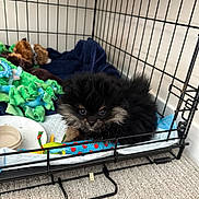 Odie joined the competition — help win amazing prizes! puppy, dog, crate, toy, blanket, carpet, pet, indoor, cute, fur, playful, animal, small, black, tan, resting, cozy, cage, floor, young
