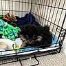 puppy, dog, crate, toy, blanket, carpet, pet, indoor, cute, fur, playful, animal, small, black, tan, resting, cozy, cage, floor, young